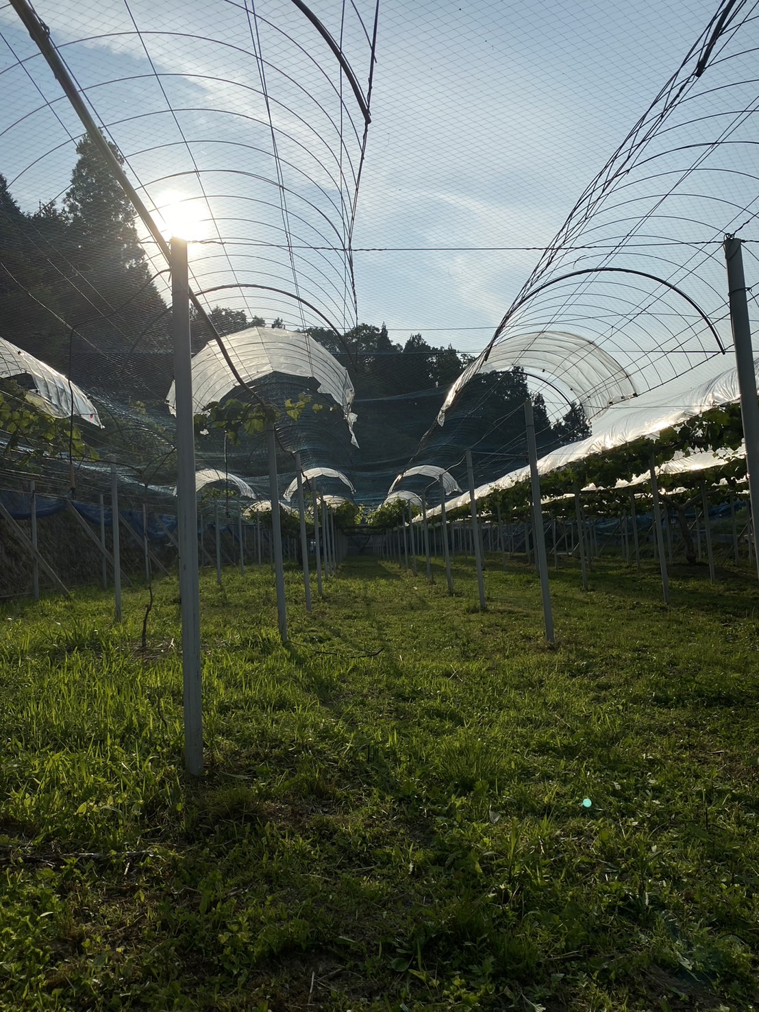 KazuFarmのぶどうのご案内 – Kazu Farm